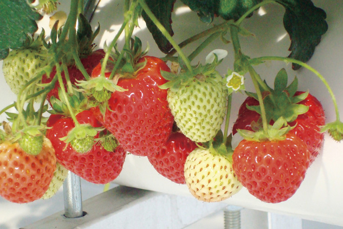 しおばらいちごランド