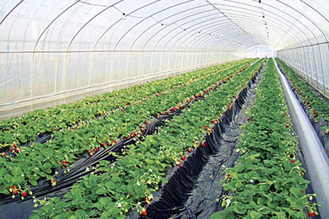 しおばらいちごランド