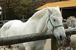那須高原 南ヶ丘牧場