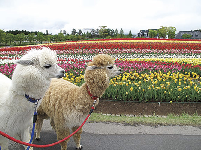 ひるがの高原 牧歌の里