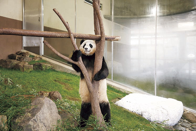 あぁ かわいい パンダ写真55連発 癒し 和歌山 アドベンチャーワールド じゃらんニュース