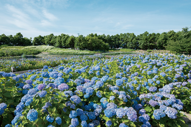 全国 夏の 花絶景10選 一度は見たい 広大なひまわり畑やあじさいが最高に美しい 2 じゃらんnet