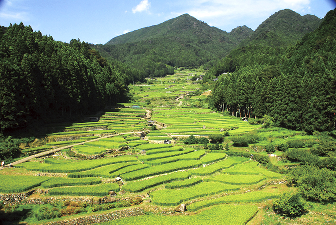四谷の千枚田