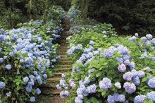 【関西】紫陽花の絶景名所おすすめ14選。インスタ映えのあじさい寺や見頃情報も＜20…