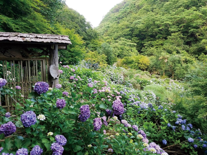 19 九州 あじさい 名所8選 見頃 おすすめイベント情報も じゃらんニュース