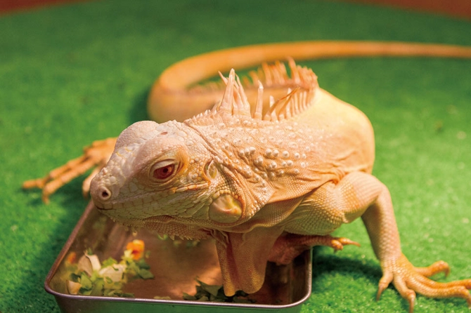 Moff animal cafe マークイズ福岡ももち店