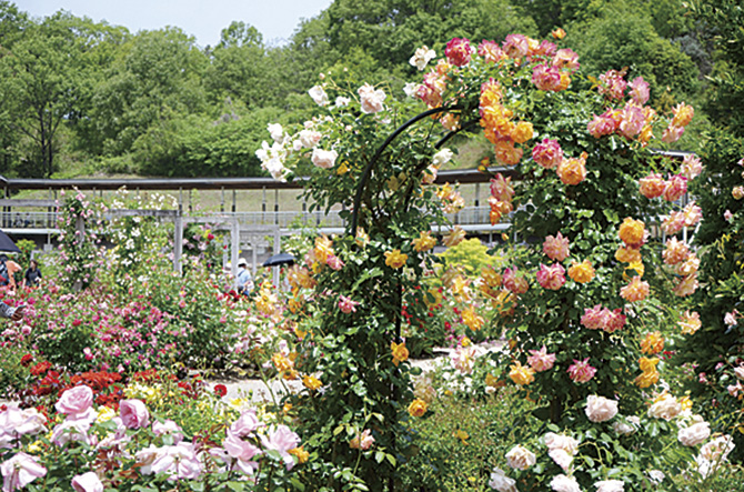 花フェスタ記念公園