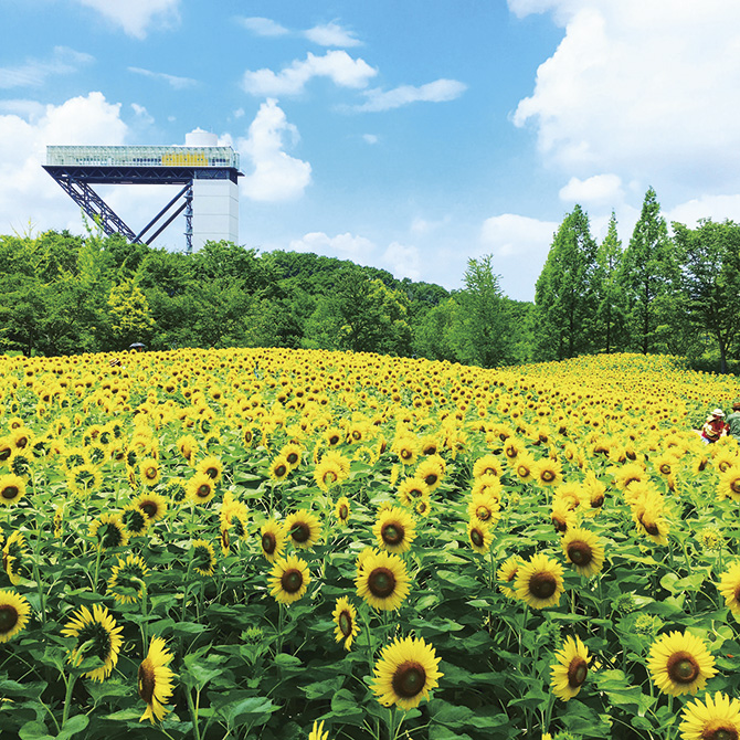 花フェスタ記念公園