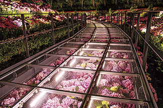 フラワーラグーンあじさいまつり