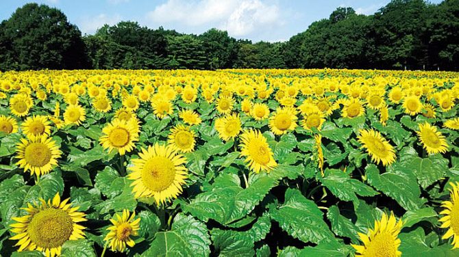 今週末は ひまわり ラベンダー が見頃 関東近郊のおすすめ花畑スポット7選 19年8月24日 25日 じゃらんニュース