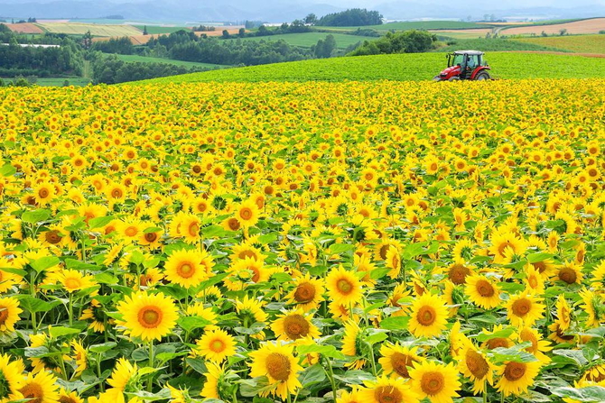 フォトジェニックな ひまわり畑 14選 思い出に残る写真が撮れる 全国 じゃらんニュース フォトジェニックな ひまわり畑 14選 思い出に残る写真が撮れる 全国 じゃらんニュース