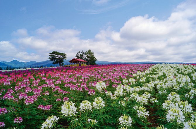 富良野 美瑛 圧巻の花畑と神秘的な青い池 憧れの観光地を巡るおすすめモデルコース じゃらんニュース