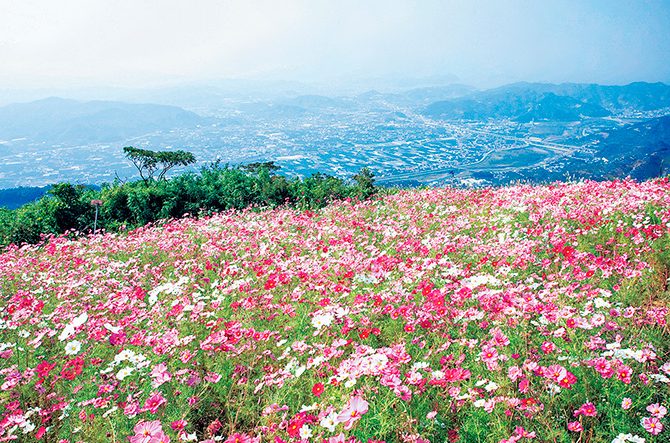 関西 おすすめ 絶景コスモス畑 17選 19年の見頃 名所チェック じゃらんニュース