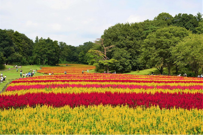 国営武蔵丘陵森林公園ケイトウ