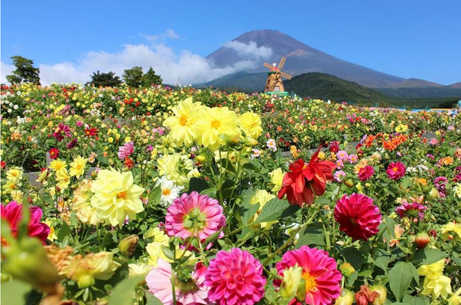 3連休が見頃の おすすめ花畑 5選 関東近郊は ダリア ケイトウ コスモス が見頃 19年9月21日 23日 じゃらんニュース