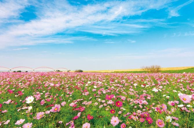 関東近郊 花絶景を見に行こう 秋の日帰りドライブコースおすすめ８選 19 じゃらんニュース