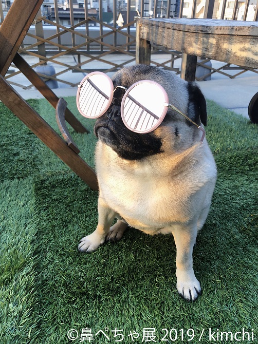 愛嬌たっぷりの 鼻ぺちゃ犬 が勢ぞろい 鼻ぺちゃ展19が11 1犬の日から開催 東京 浅草 じゃらんニュース