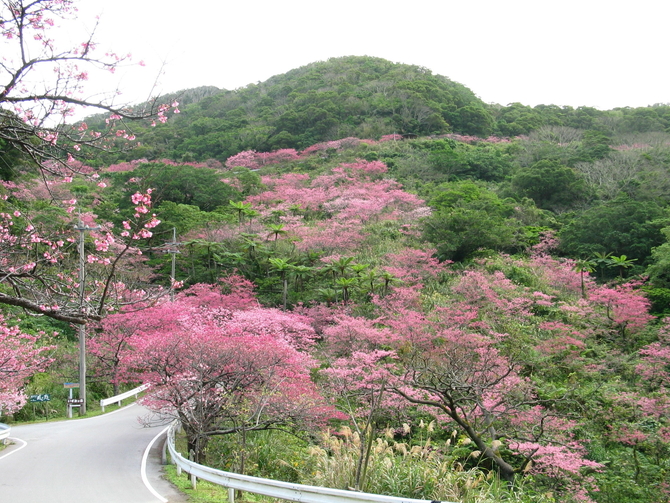 第42回もとぶ八重岳桜まつり