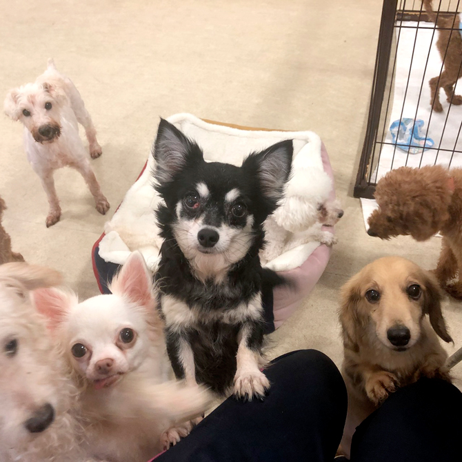 関東近郊 11月1日は犬の日 ワンちゃんと触れ合えるおすすめスポット5選 じゃらんニュース