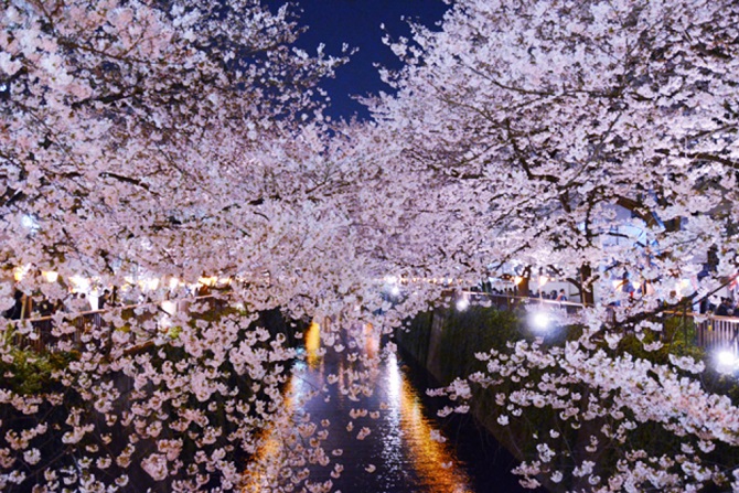 東京のおすすめ桜名所41選 開花見頃予想も 春のお花見に じゃらんニュース