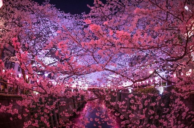 中止 目黒川の桜祭り 見どころや日程 ライトアップ 周辺グルメ情報も じゃらんニュース