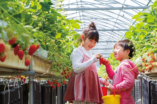 よかもんいちご