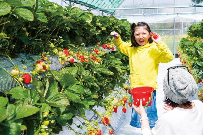 プーさんのいちご園