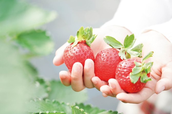 観光農園 ラ・フレーズ