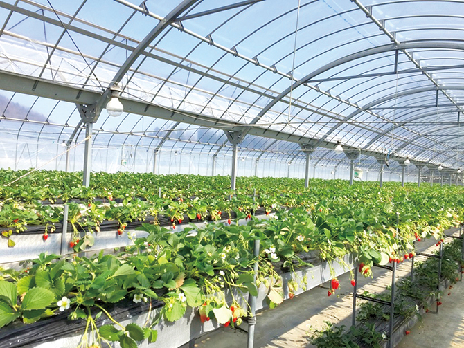 五桂池ふるさと村 いちご狩り園