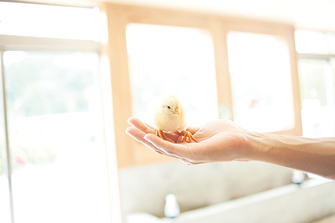 五桂池ふるさと村 いちご狩り園