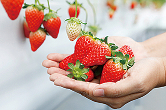 Tomo&Berry ひまわりいちご園