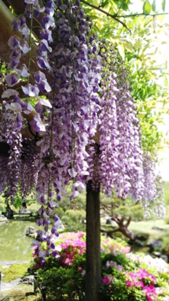 全国 藤の花 藤棚が美しい名所19選 ライトアップや風情ある寺社の春絶景など 2 じゃらんnet