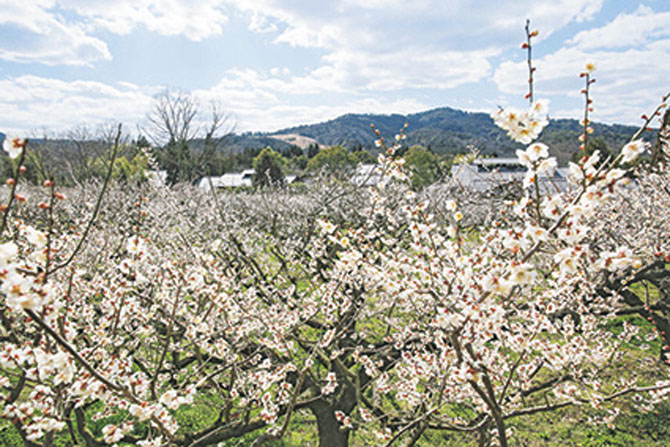 花の宴 梅まつり2020