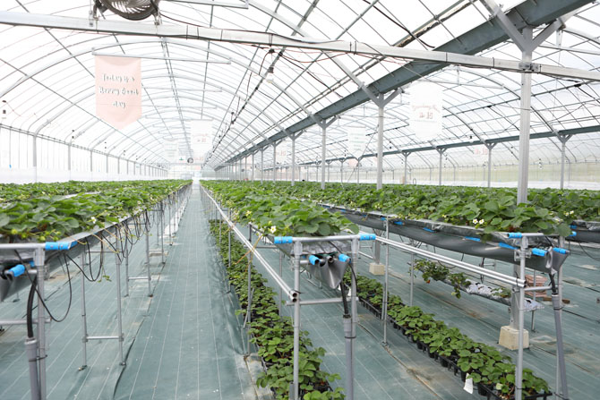 Strawberry Farm No.15