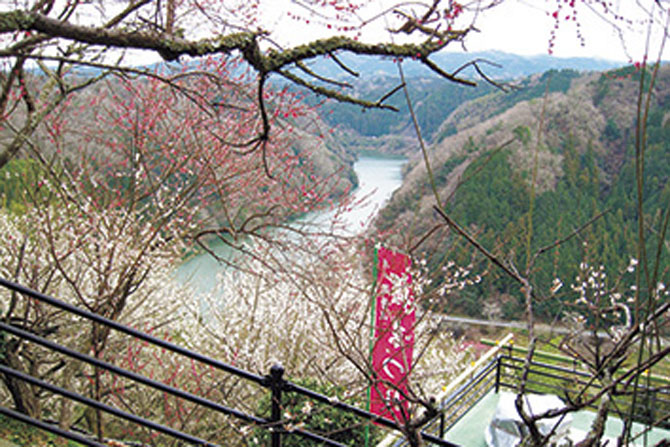 月ヶ瀬梅渓梅まつり