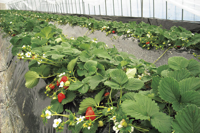 農業公園信貴山のどか村