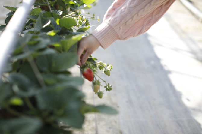 サクラファーム