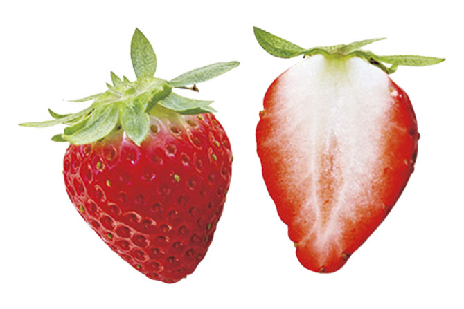 サクラファーム