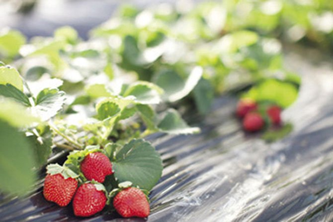 貴志川観光いちご狩り協会