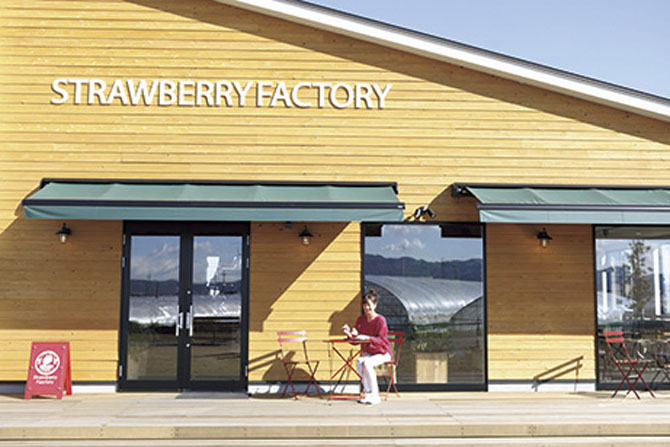 ストロベリーファクトリー