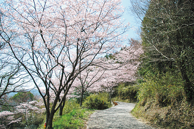 上山の桜並木