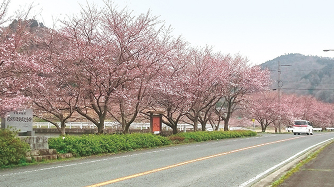 美波羅川千本桜