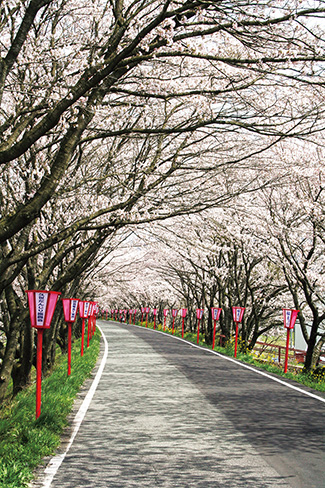 久世トンネル桜