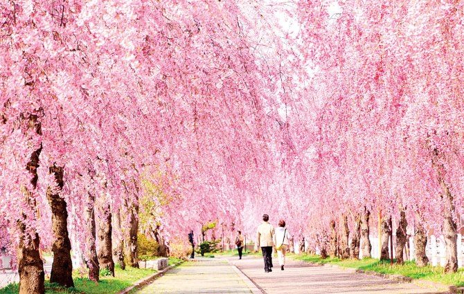 全国 しだれ桜 絶景16選 お花見名所の銘木から枝垂桜並木も 開花時期 見頃 じゃらんニュース 全国 しだれ桜 絶景16選 お花見名所の銘木から枝垂桜並木も 開花時期 見頃 じゃらんニュース