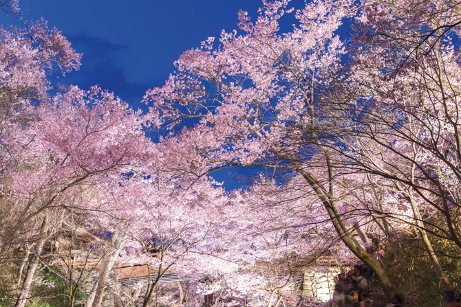 高遠さくら祭り