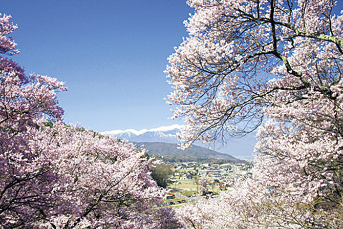 高遠さくら祭り