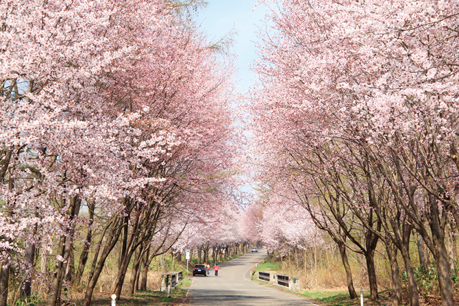 日本全国の 桜トンネル 桜並木 26選 幻想的な美しい桜の空間に 年 じゃらんニュース