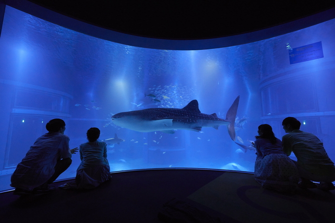 大阪】海遊館の楽しみ方！魅力や見どころなどグルメ・お土産情報を徹底