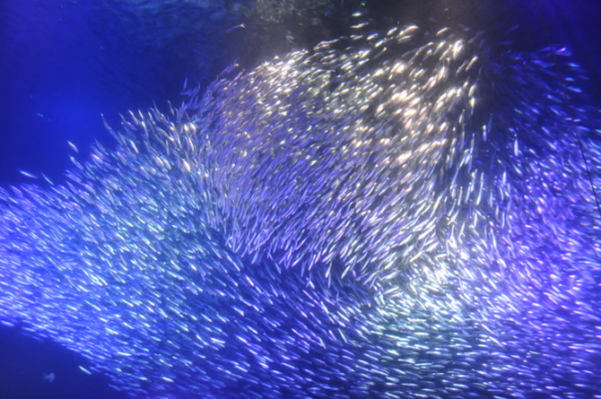 南知多ビーチランド