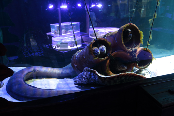 南知多ビーチランド